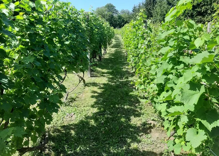 Siedlisko Na Winnicy